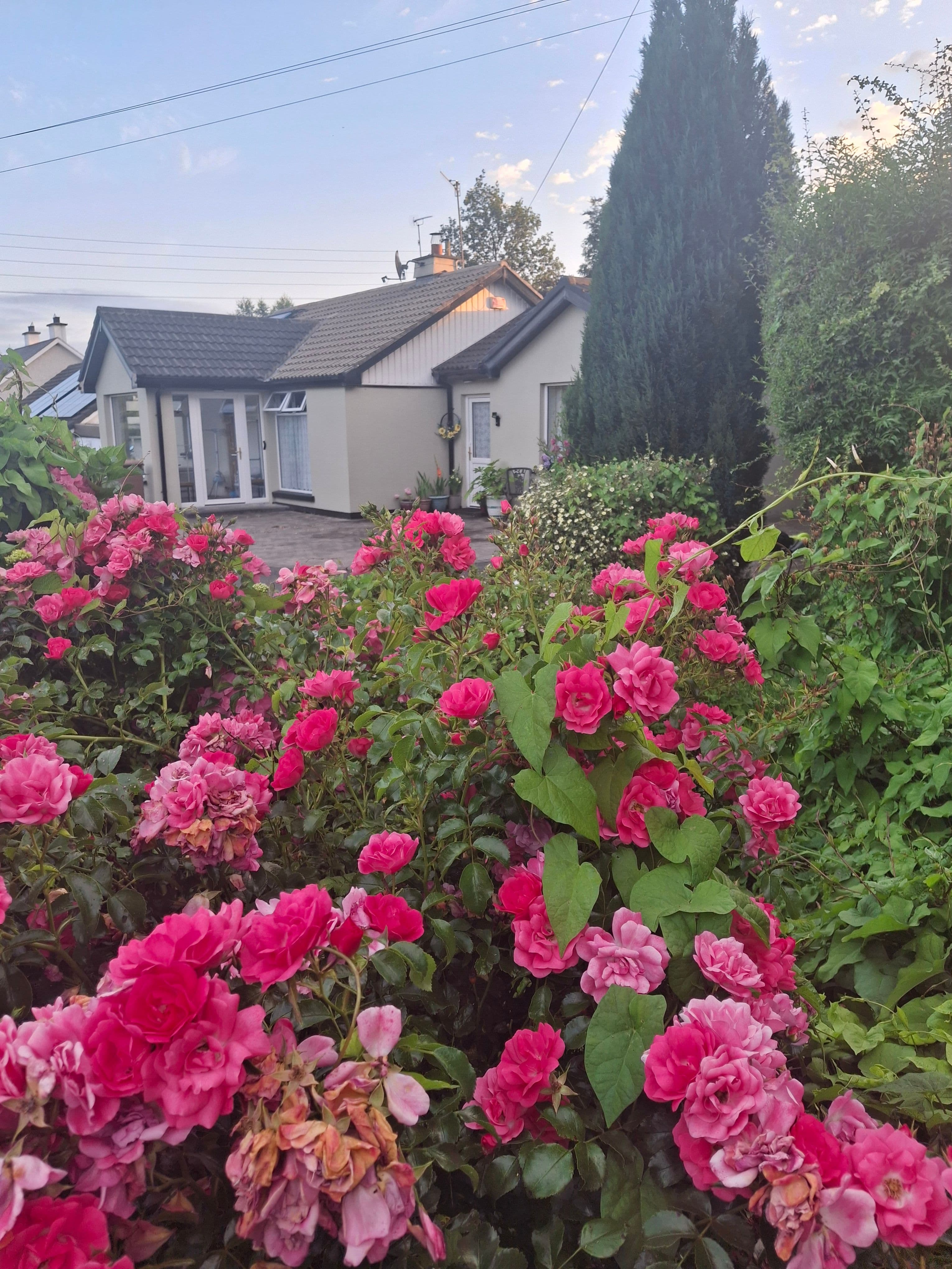 Cottage garden in bloom